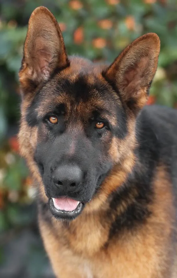 A young large-sized male Black German Shepherd Dog dog named Marcel Von Medow for adoption in Los Angeles, CA