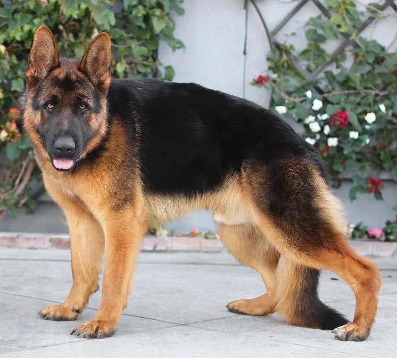 Marcel Von Medow thumbnail 4