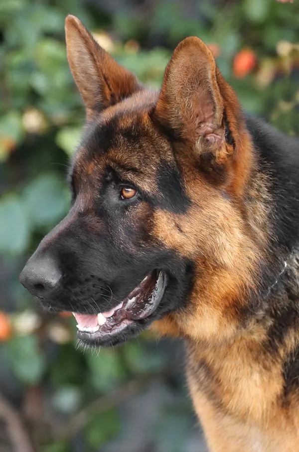 Marcel Von Medow thumbnail 5