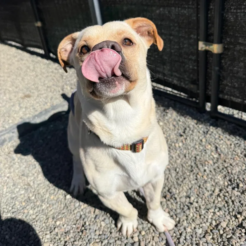 Mini Man thumbnail 2