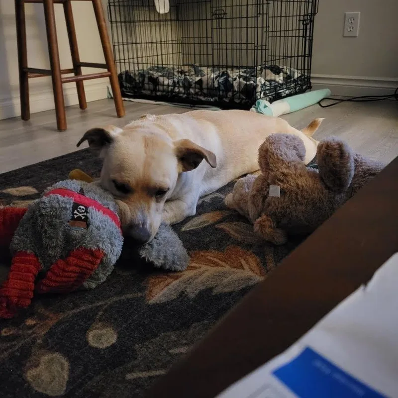 Mini Man thumbnail 3