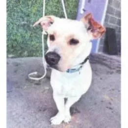 Mini Man thumbnail 4