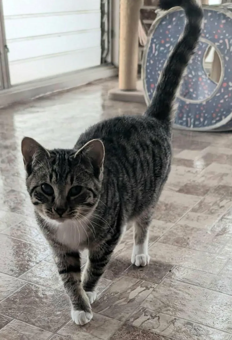 Rufus Lee thumbnail 3