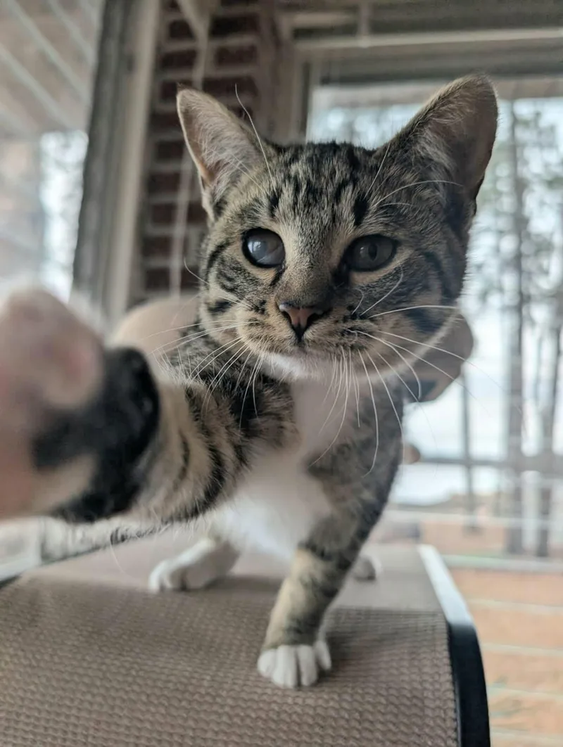 Rufus Lee thumbnail 5