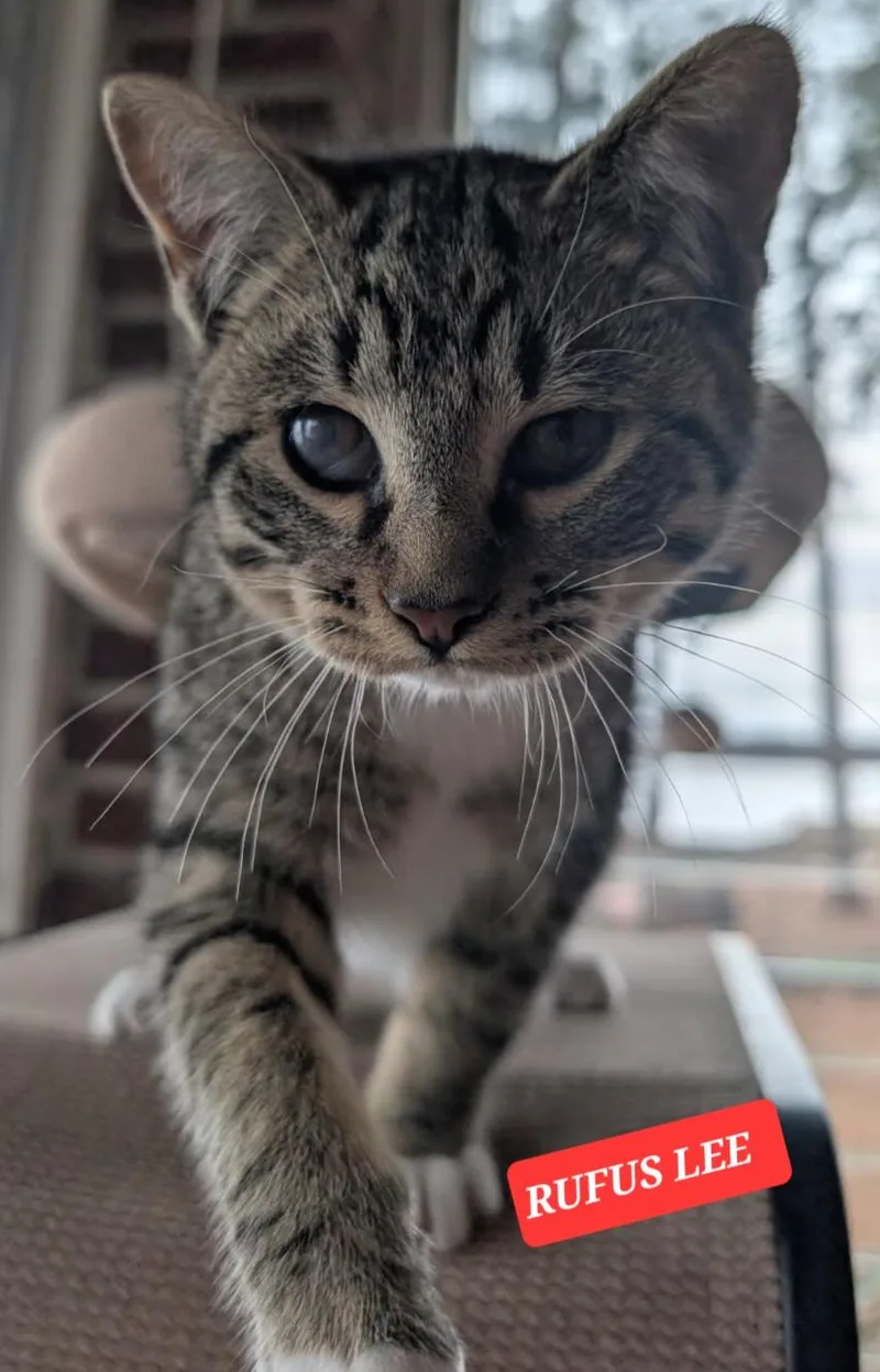 Rufus Lee thumbnail 6