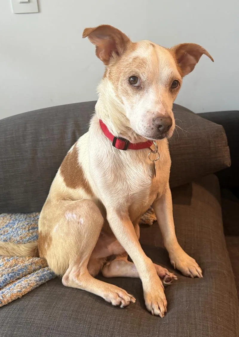 Snoopy Von Senden thumbnail 2