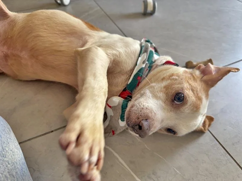 Snoopy Von Senden thumbnail 3