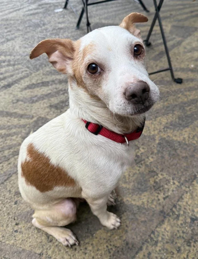 Snoopy Von Senden thumbnail 4