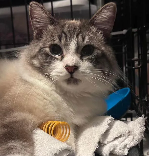 Cappuccino thumbnail 3