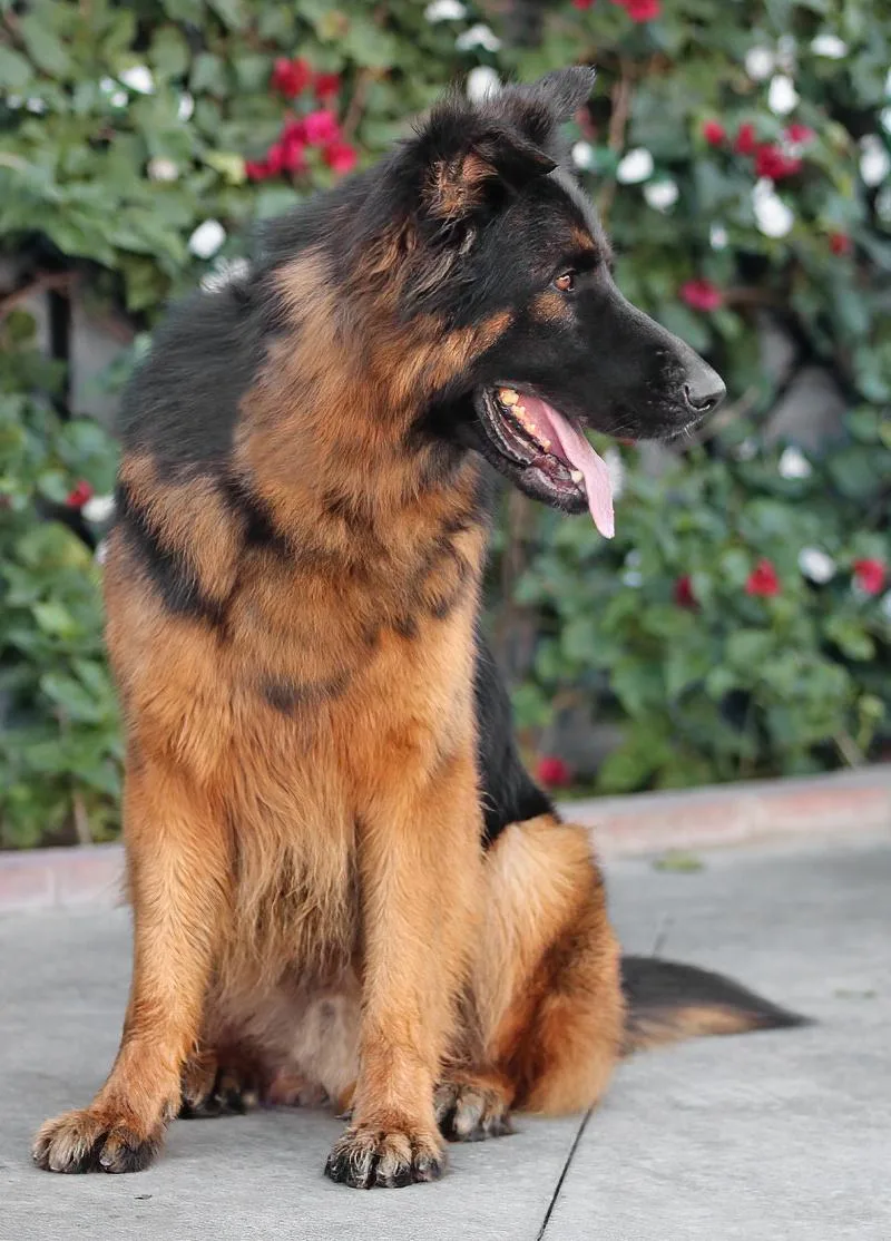 Pascal Von Perkam thumbnail 3