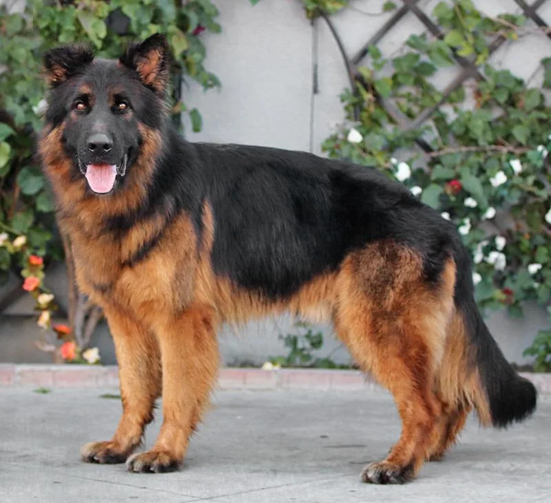 Pascal Von Perkam thumbnail 4