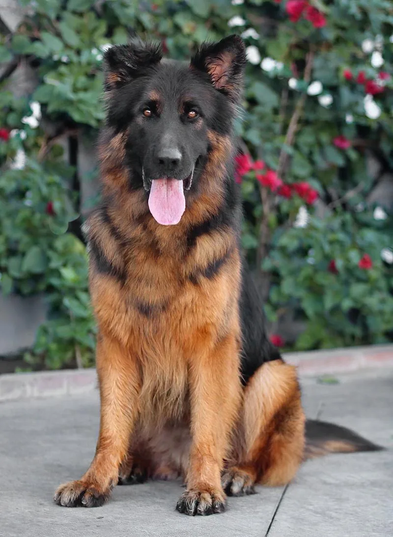 Pascal Von Perkam thumbnail 5