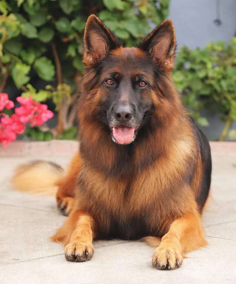 Ranger Von Raisdorf thumbnail 2