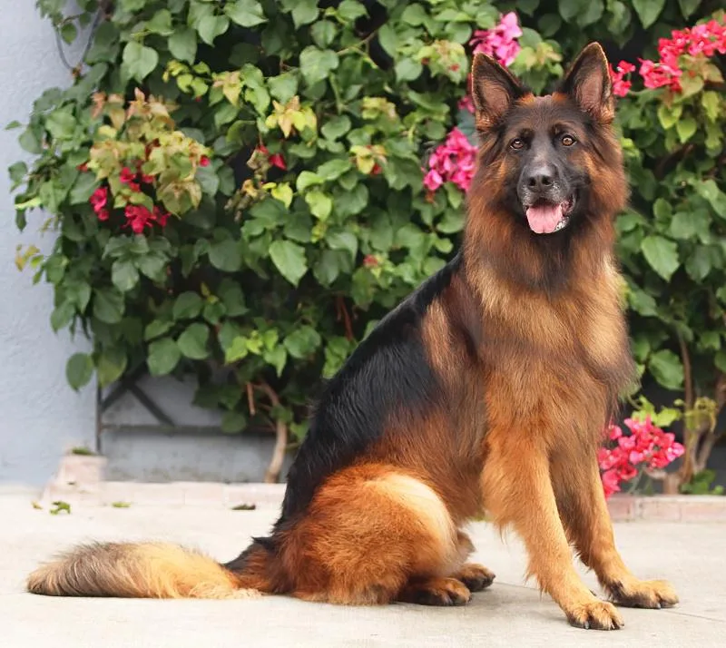 Ranger Von Raisdorf thumbnail 3