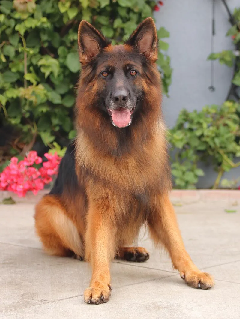 Ranger Von Raisdorf thumbnail 5