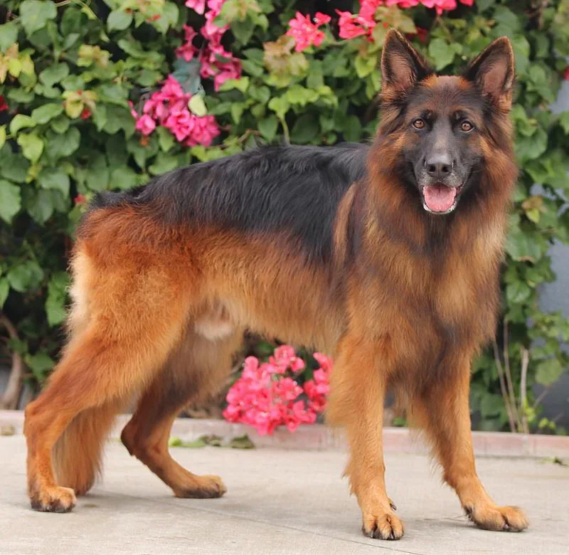 Ranger Von Raisdorf thumbnail 6