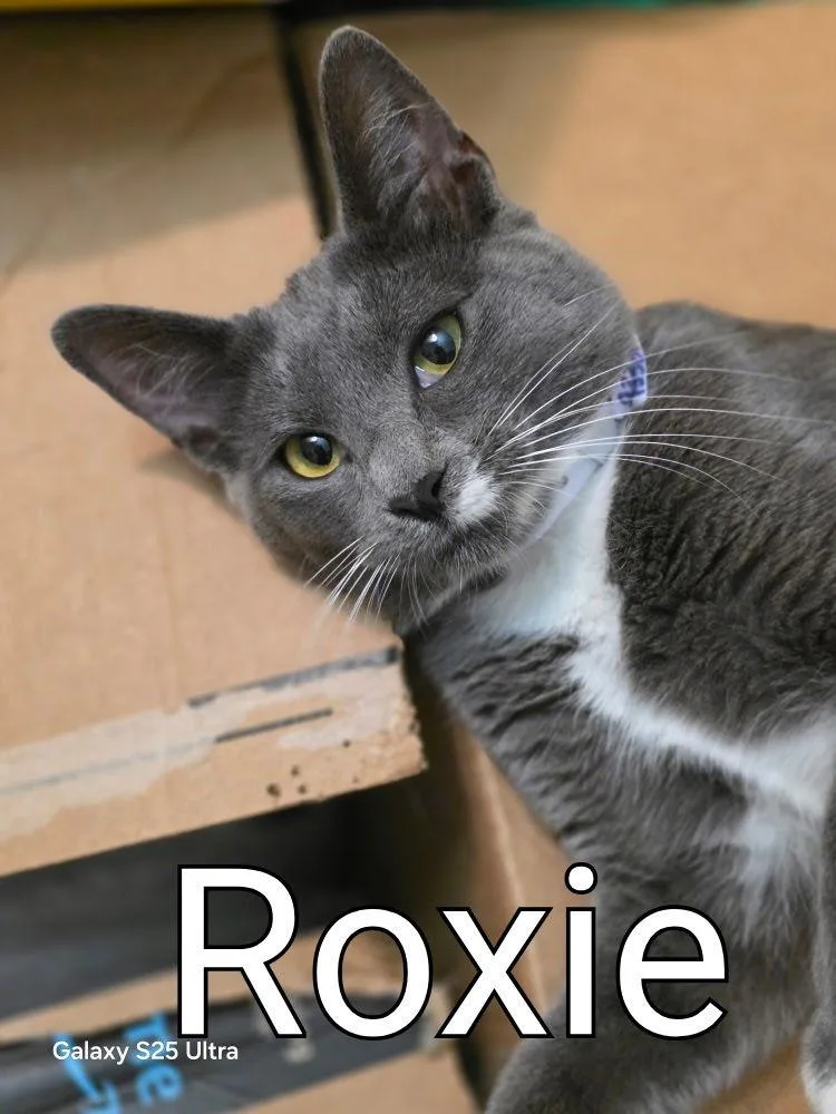 Roxie thumbnail 3