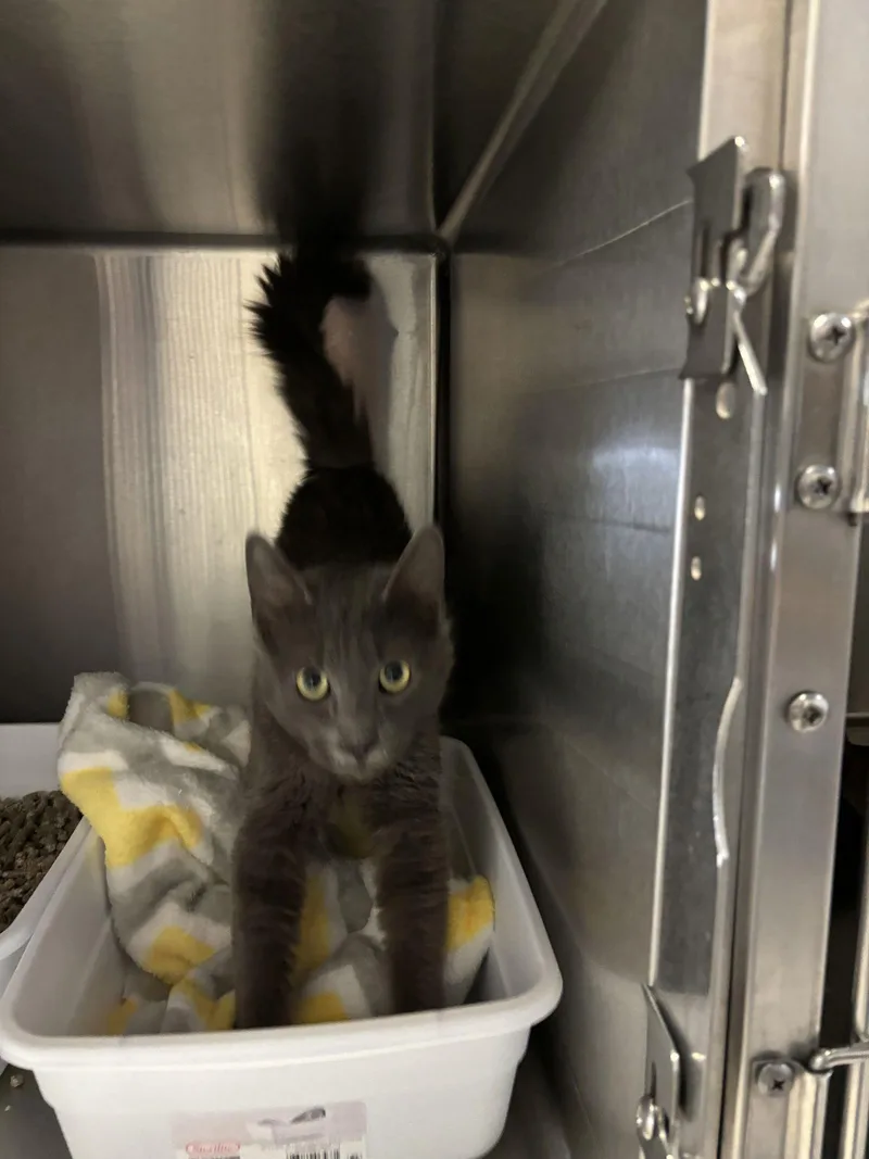 Mr. Gray thumbnail 2