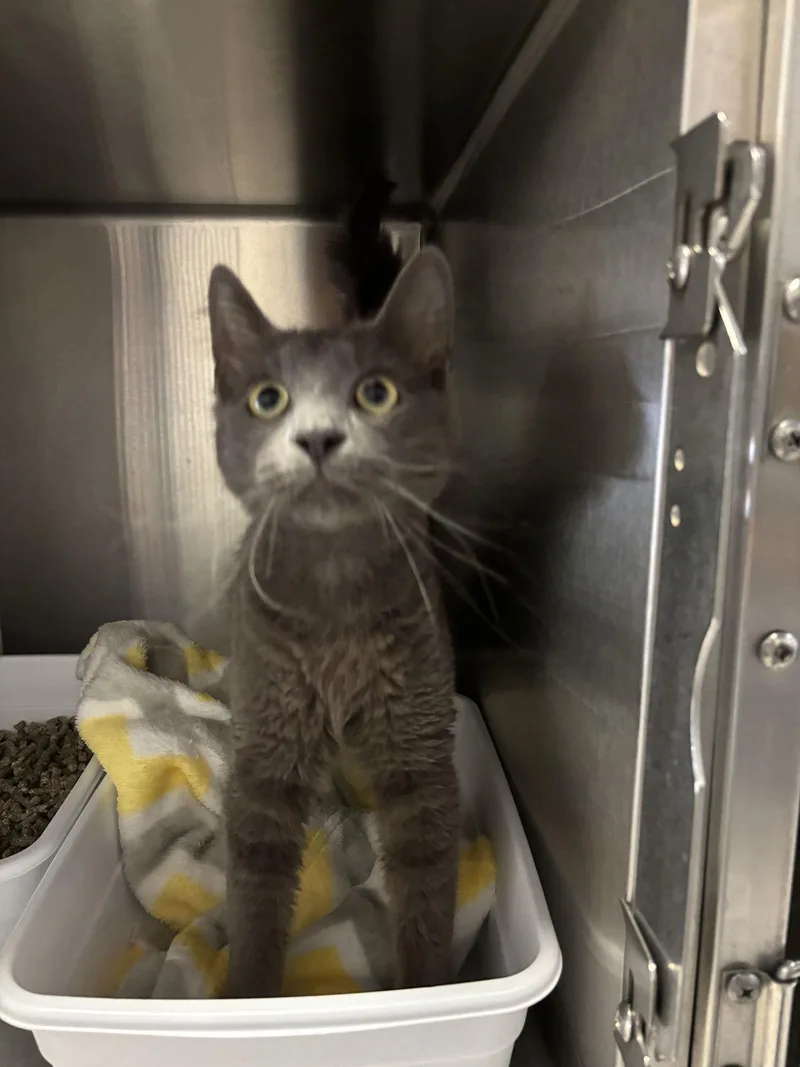 Mr. Gray thumbnail 3