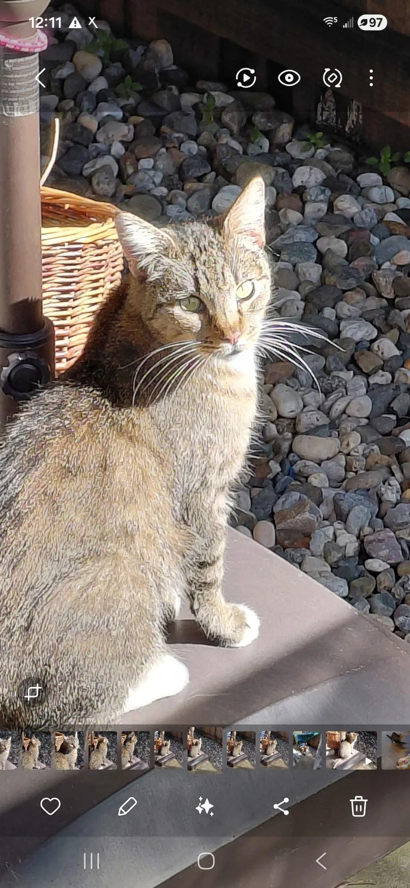 Patsy Napa thumbnail 2