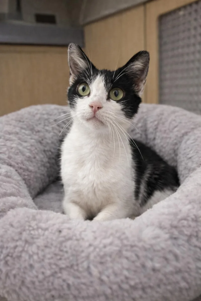 Bodhi Girl Napa thumbnail 2