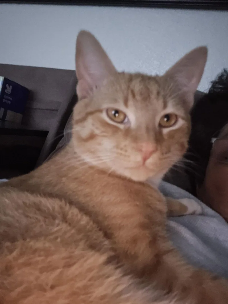 Garfield thumbnail 3