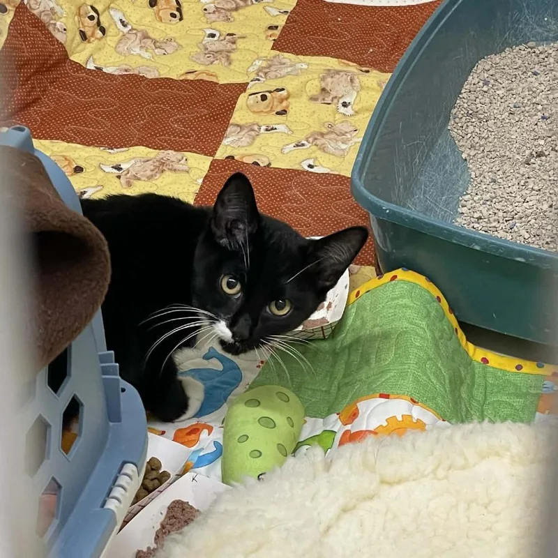 Frijolita thumbnail 2