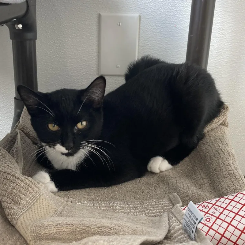 Frijolita thumbnail 3