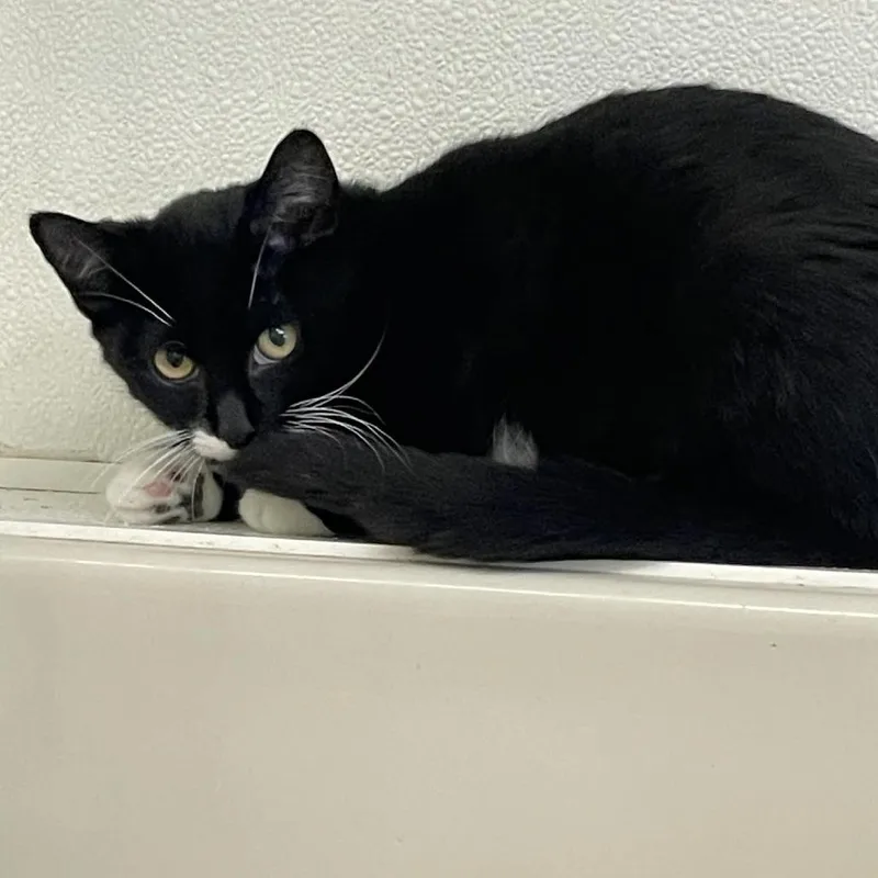 Frijolita thumbnail 4