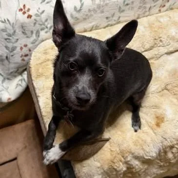 Rico "duffus" thumbnail 5