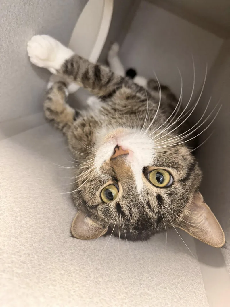 An adult medium-sized male Tabby (Brown / Chocolate) Domestic Short Hair cat named Blanket for adoption in West Des Moines, IA