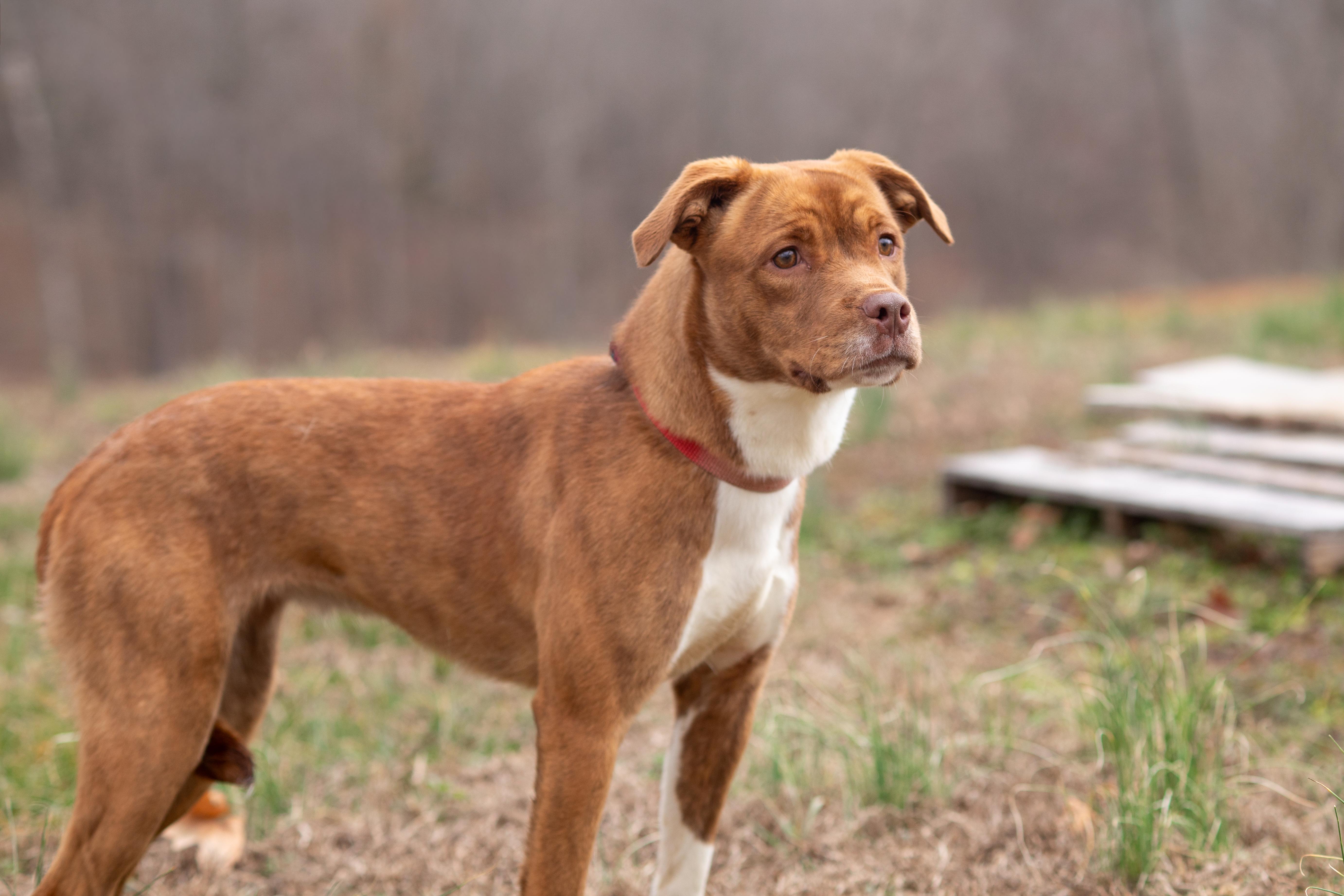 Khaleesi thumbnail 4