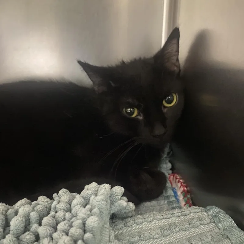 Alakazam thumbnail 2