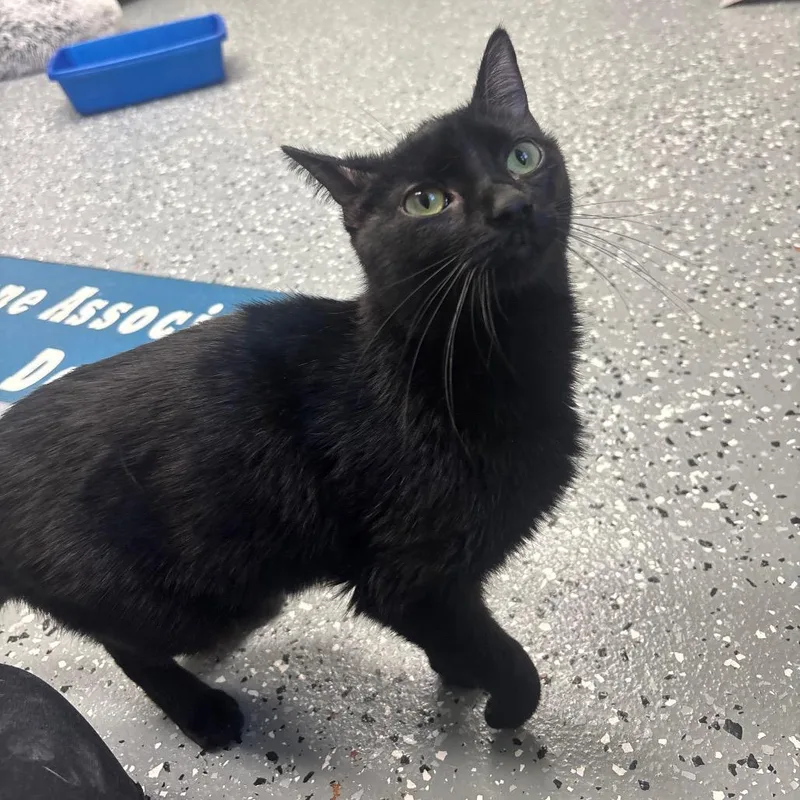 Alakazam thumbnail 3