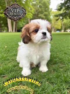 Christopher  Redington Beach thumbnail 3