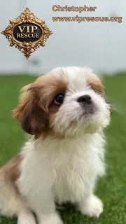 Christopher  Redington Beach thumbnail 5