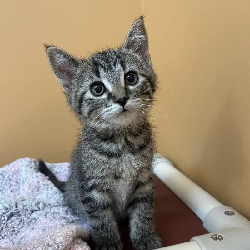 Lightning Mcqueen thumbnail 2