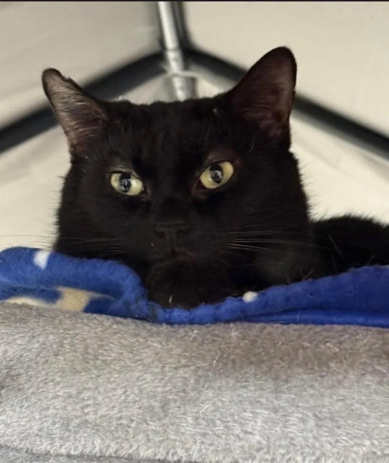 Queen Starkiss thumbnail 2