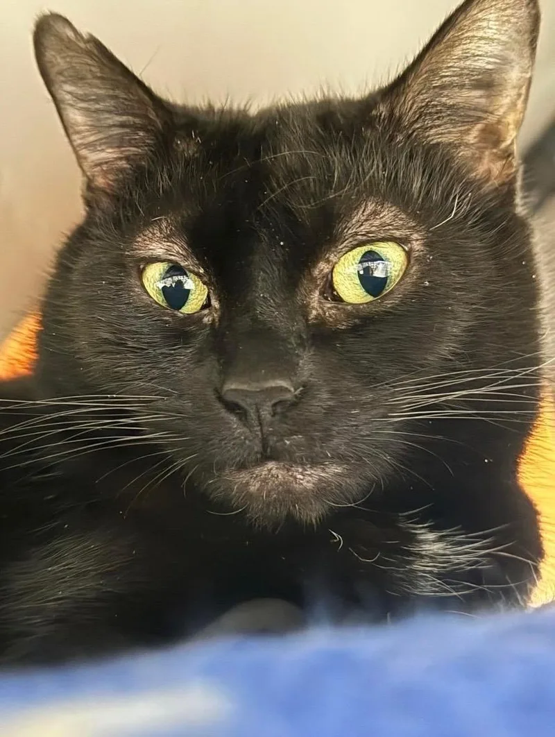 Queen Starkiss thumbnail 3