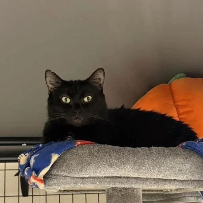 Queen Starkiss thumbnail 4