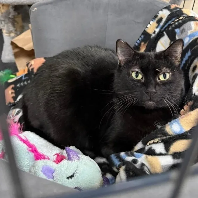 Queen Starkiss @ Pet