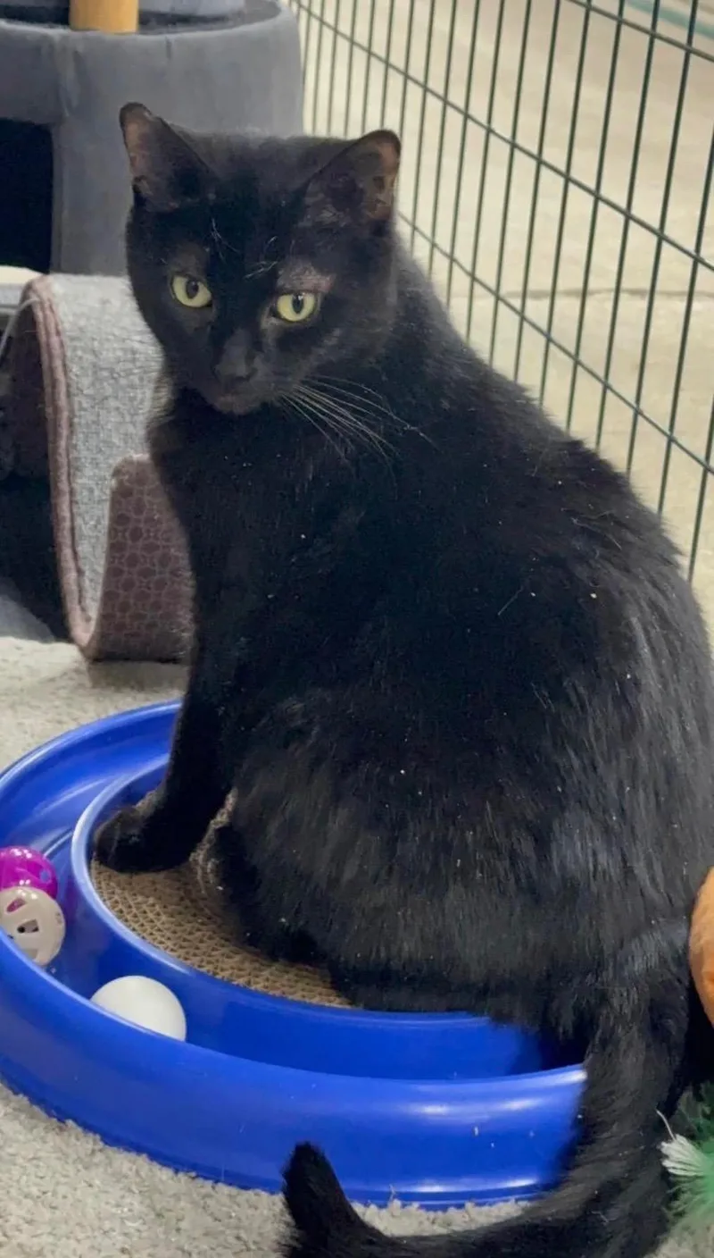 Queen Starkiss thumbnail 5