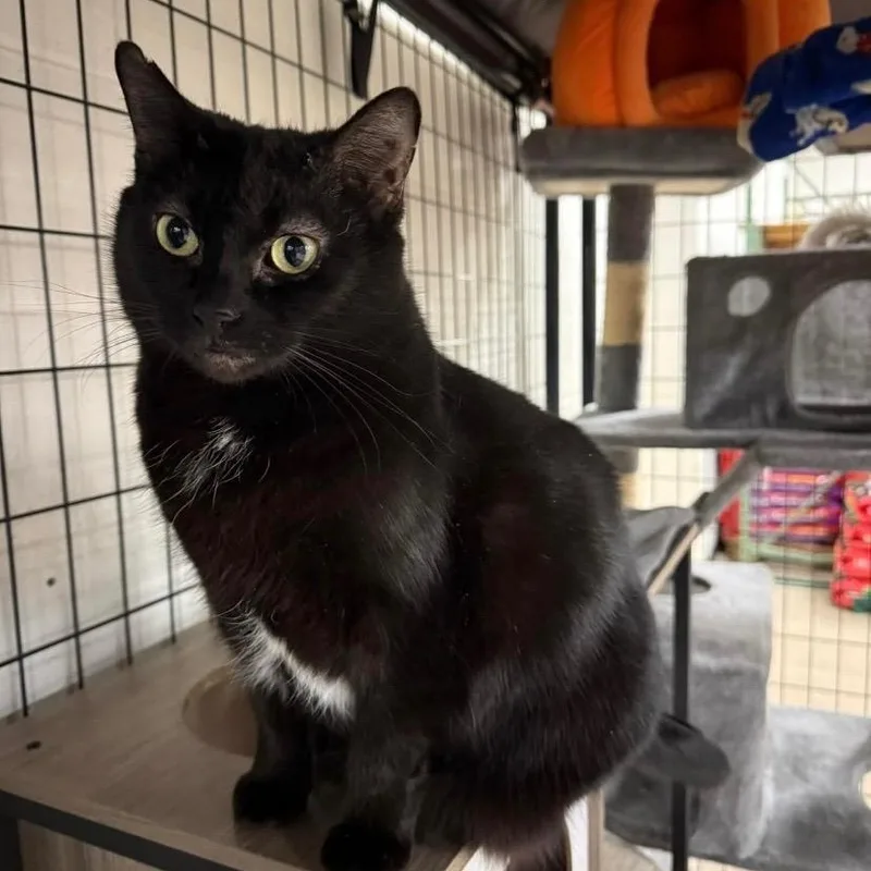 Queen Starkiss thumbnail 6