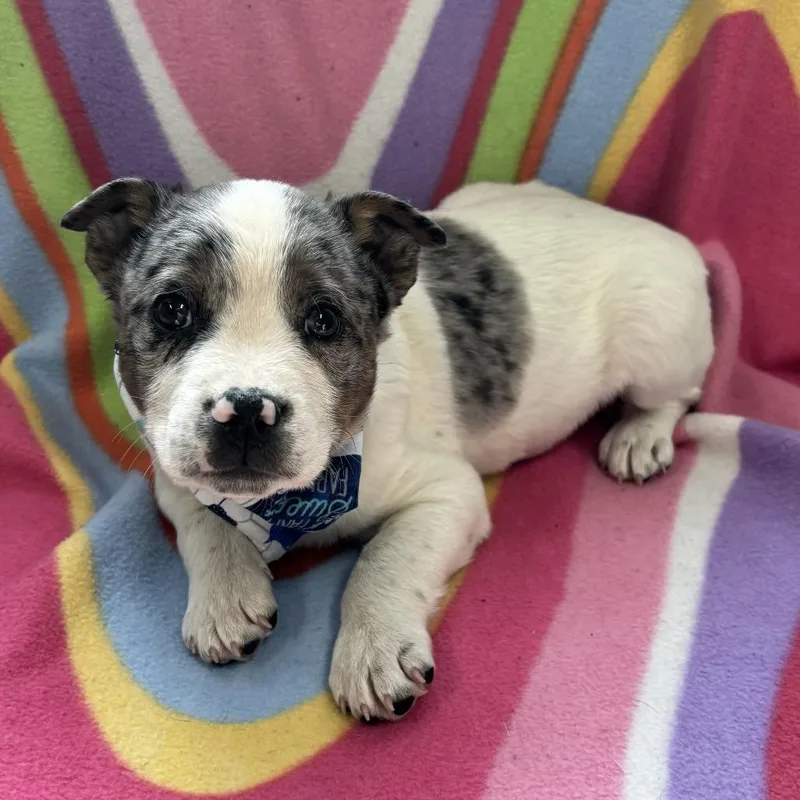 Theodore thumbnail 2