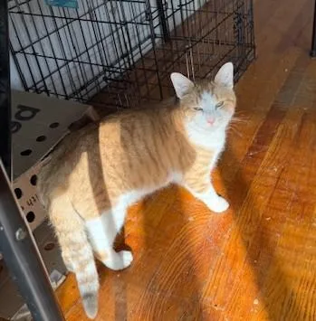 Tater Tots And Merlin thumbnail 2