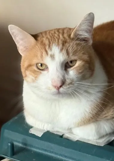 Tater Tots And Merlin