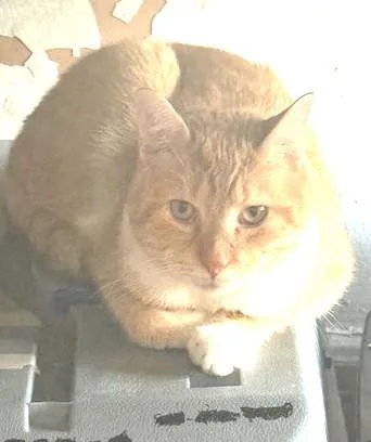 Tater Tots And Merlin thumbnail 3