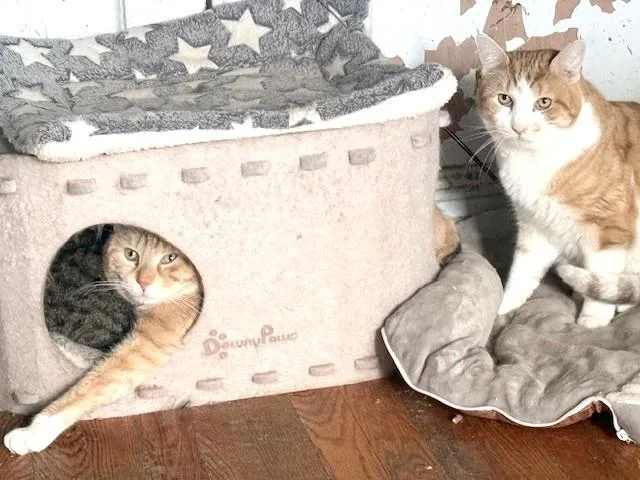 Tater Tots And Merlin thumbnail 4