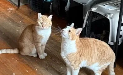 Tater Tots And Merlin thumbnail 5