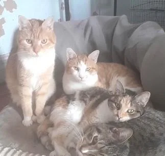 Tater Tots And Merlin thumbnail 6